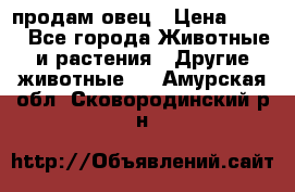  продам овец › Цена ­ 100 - Все города Животные и растения » Другие животные   . Амурская обл.,Сковородинский р-н